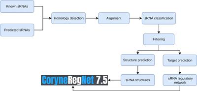 An Integrated Database of Small RNAs and Their Interplay With Transcriptional Gene Regulatory Networks in Corynebacteria